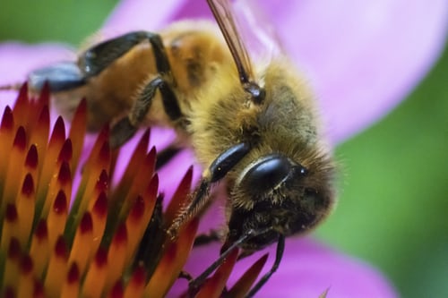 Bees, Climate and Us