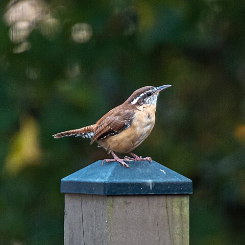 The Wren: December’s Other Bird