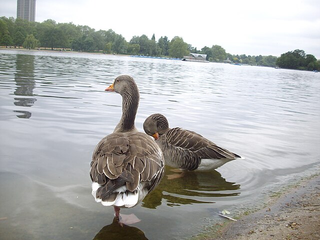 Winter Fitness And Swimming The Serpentine