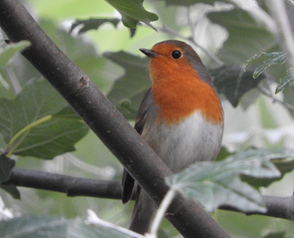 The Christmas Robin