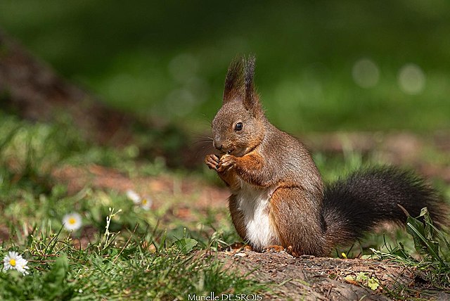 Five Animals Of Autumn