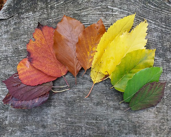 The Rise Of Forest Schools